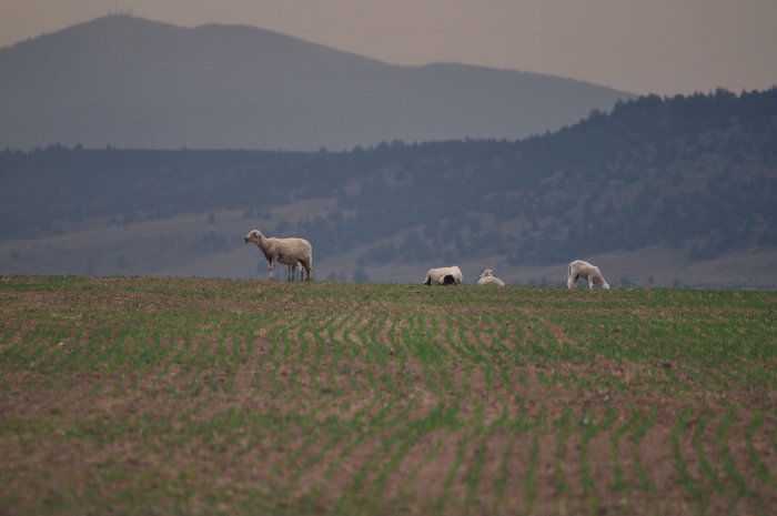 the sheep farm 